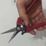 قیچی کیوی چینی